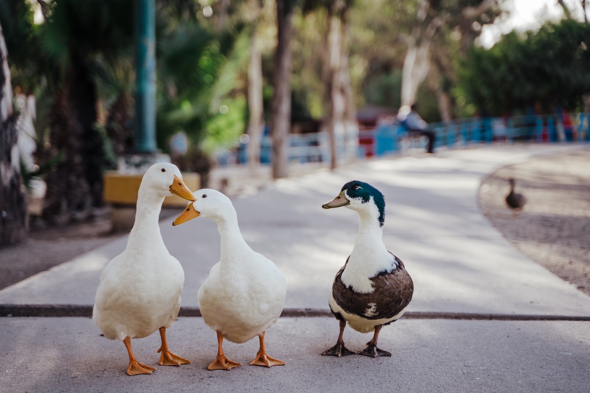 Fobia de ser observado por patos é real? O que é anatidaefobia? Fobia de ser observado por patos é real? O que é anatidaefobia?