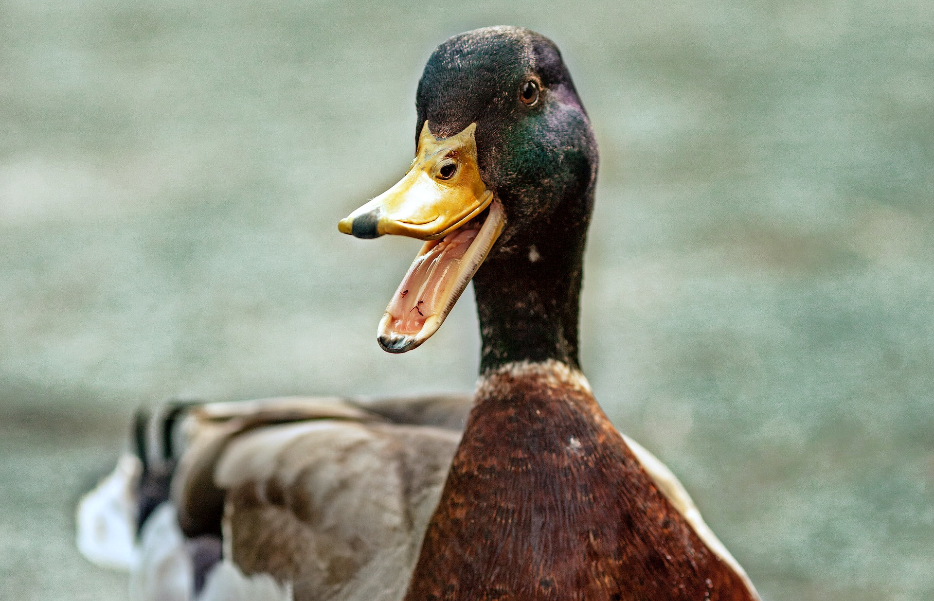Fobia de ser observado por patos é real? O que é anatidaefobia? Fobia de ser observado por patos é real? O que é anatidaefobia?