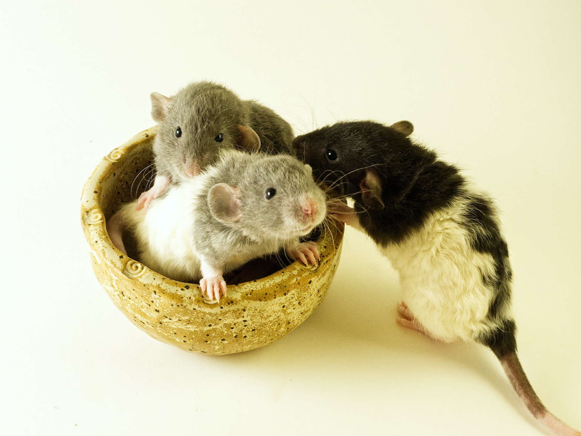 Significado de Sonhar com Ratos - ConselhoNet